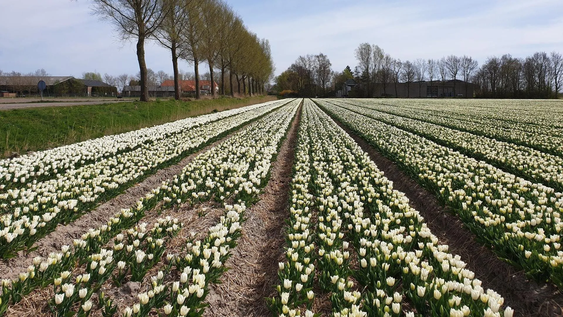 tulpen noordoostpolder prov flevoland