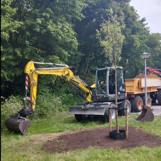 aanplant boom gem lelystad