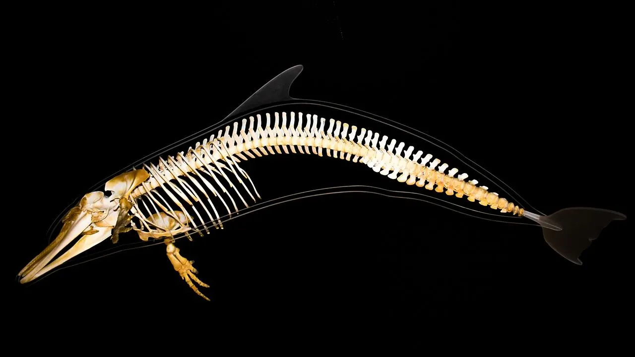 dolfijn skelet dimitris vetsikas via pixabay