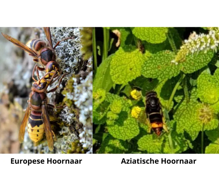 hoornaar groei en bloei lelystad