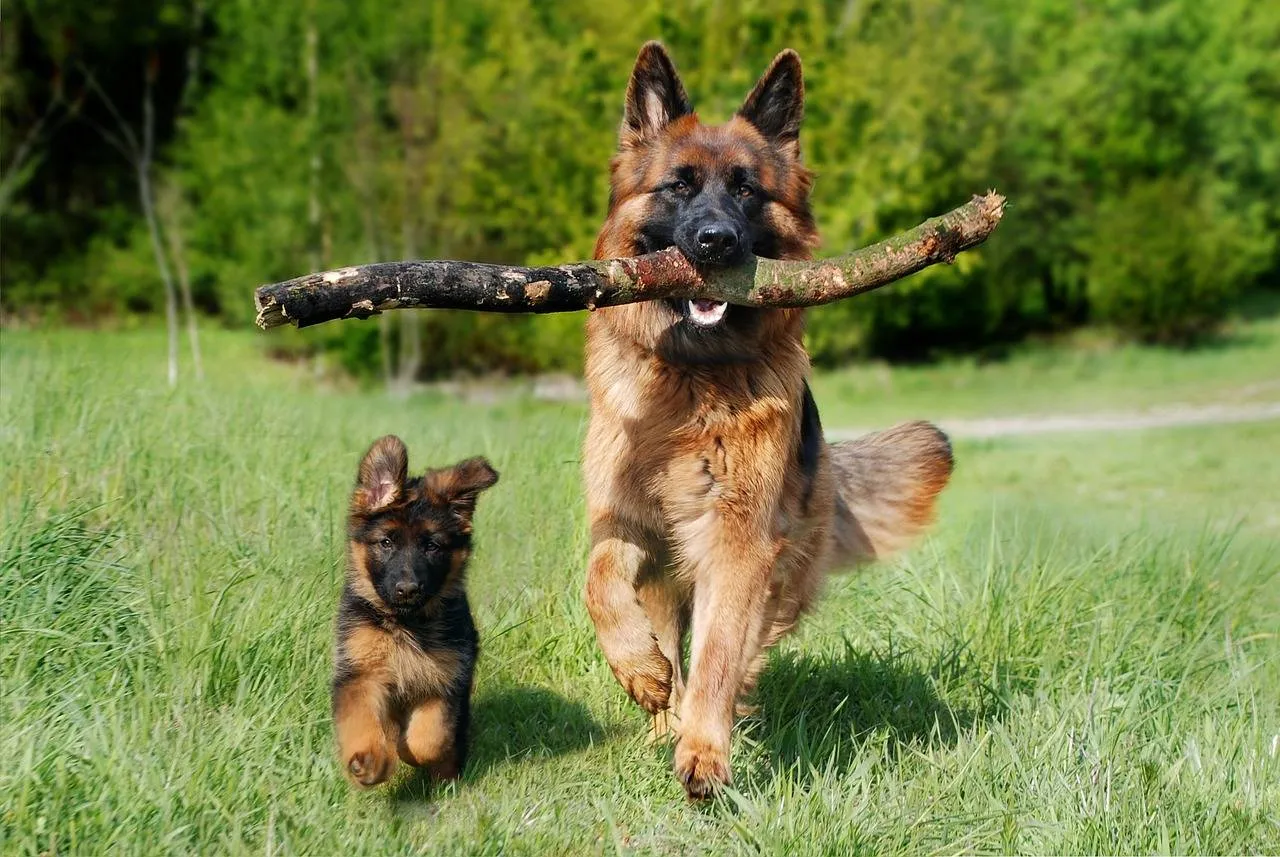 huisdier hond anja via pixabay