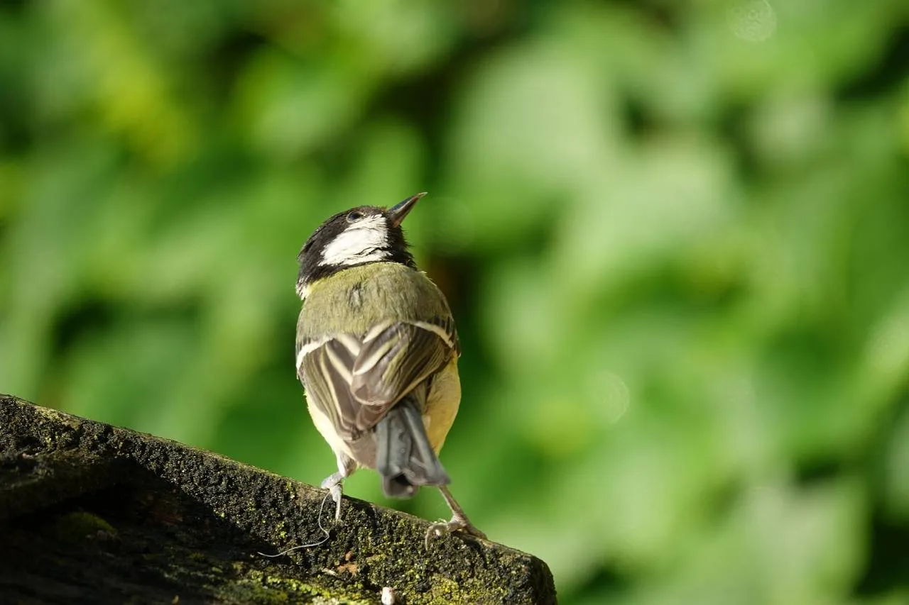 koolmees tuin aart beijeman via pixabay