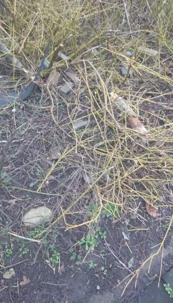 afval waterwijk speeltuin knag