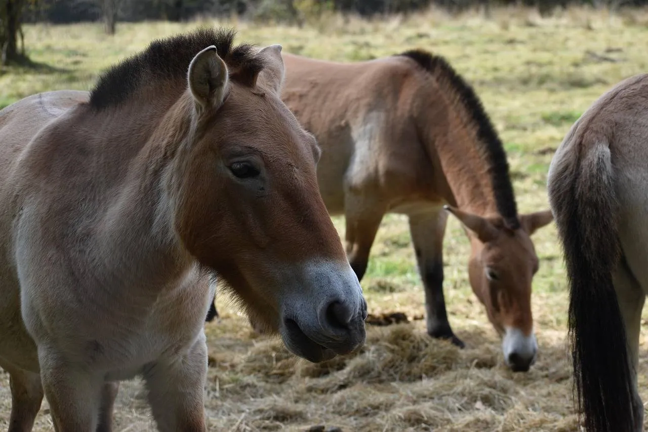 przewalski paarden andrea gibhardt via pixabay
