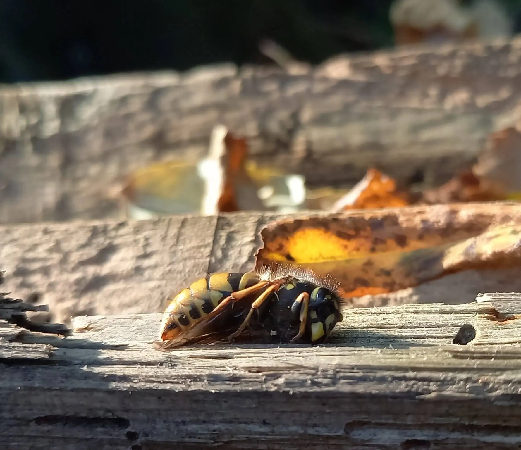 koningin gewone wesp in winterslaap laura hoving