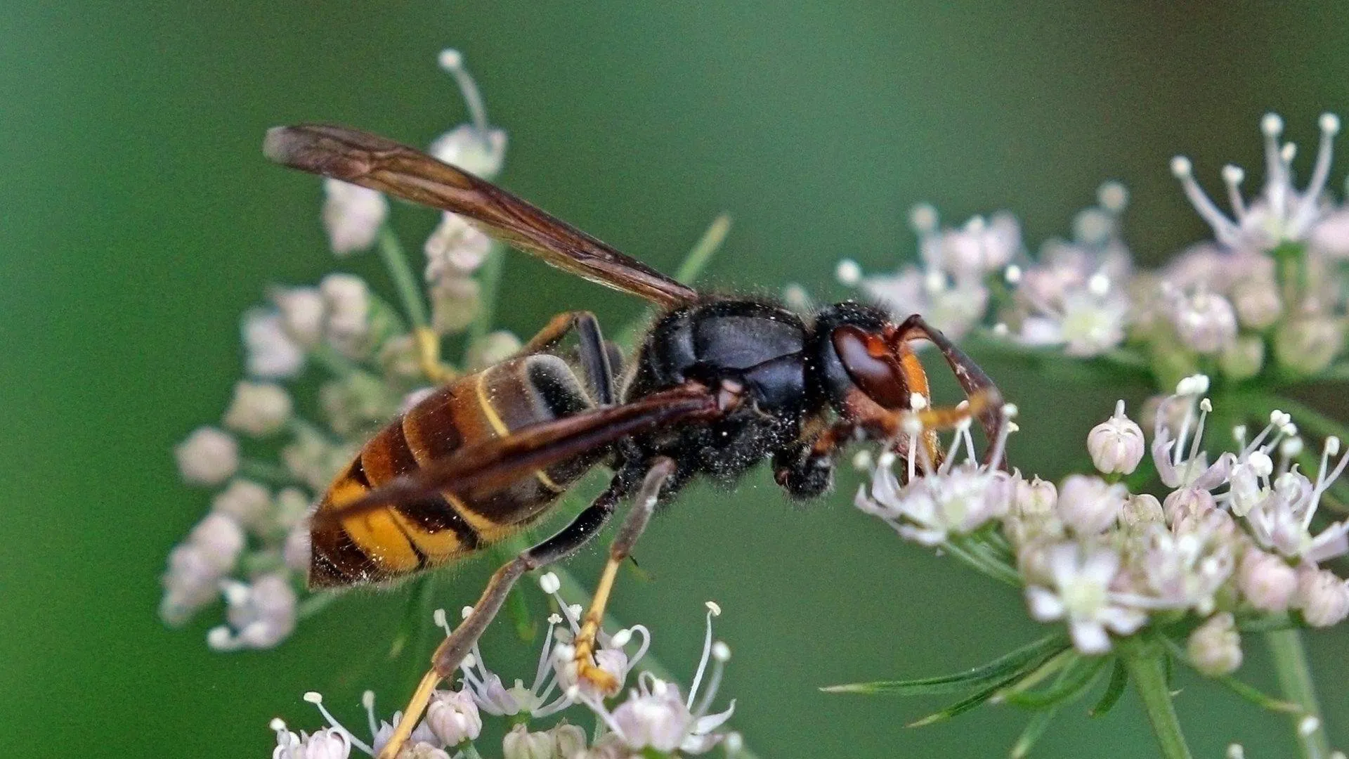 vespa velutina wikimedia commons provincie flevoland