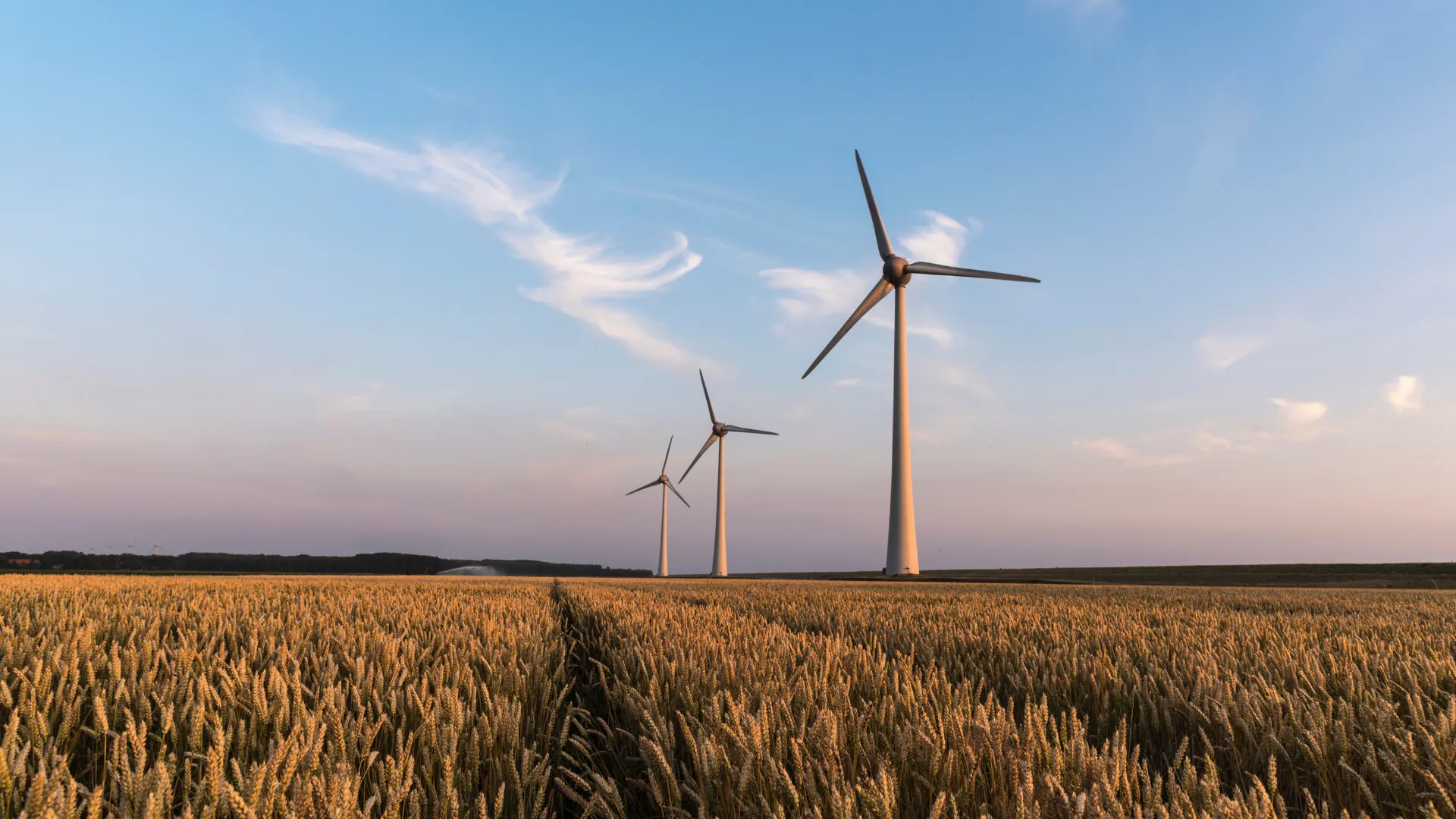 windmolens graanveld prov flevoland