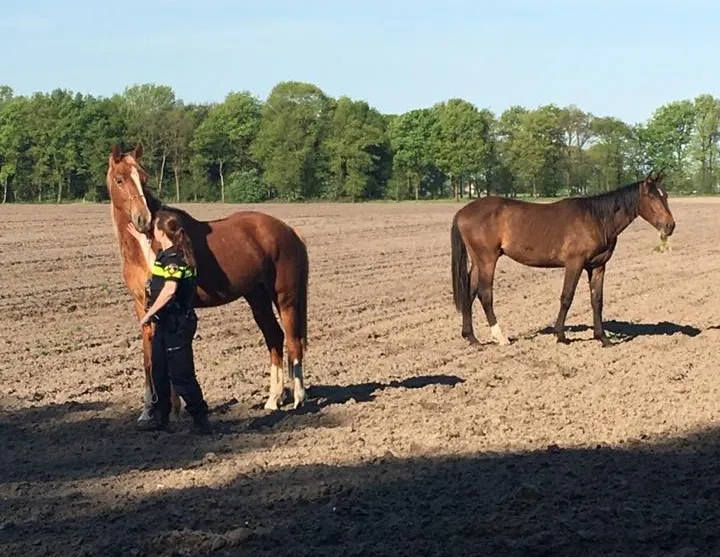 13177470 497539350453541 1070701932432618694 n