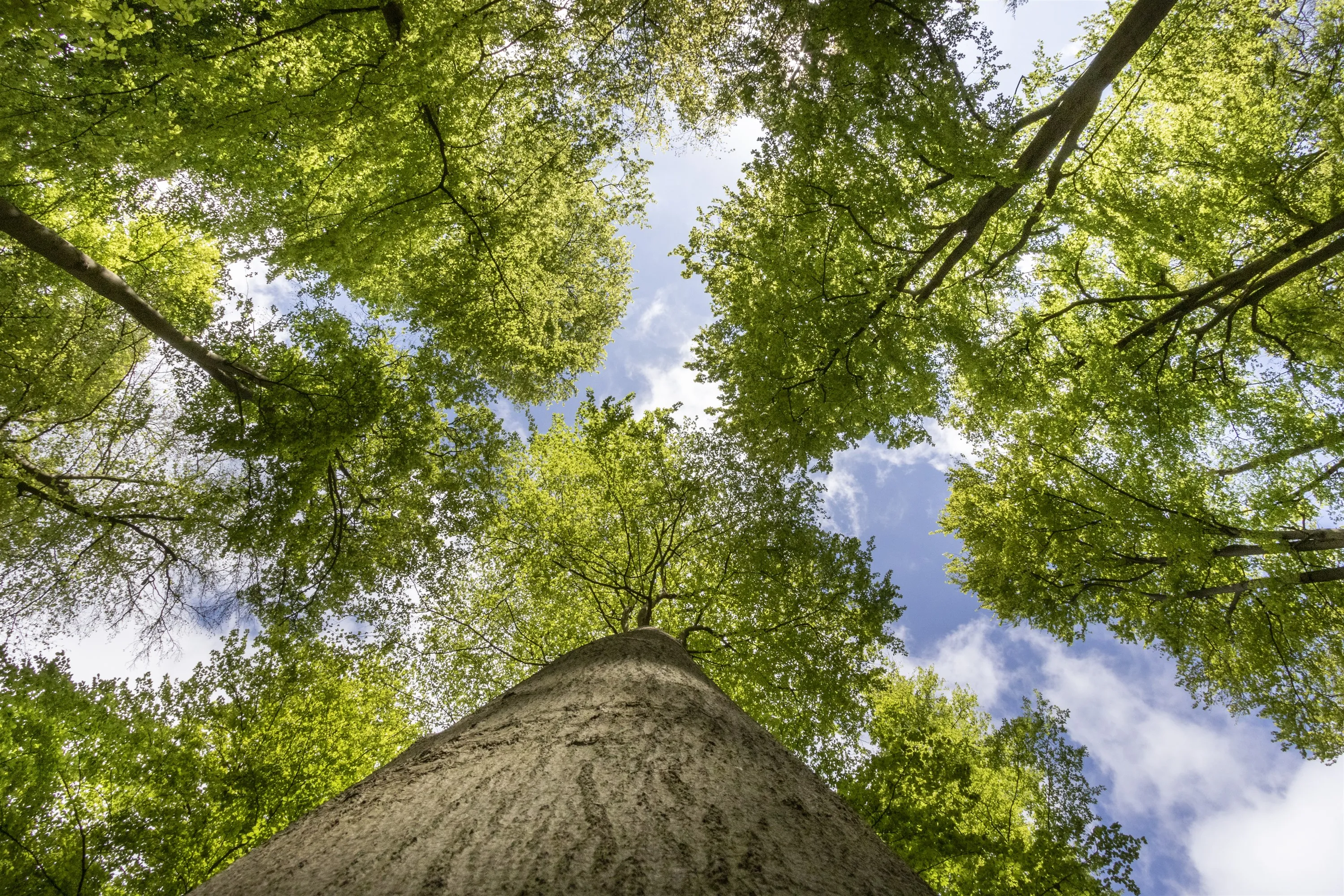 15715 loofbomen in lente at marco van de burgwal bestelmoduleformaat 3000x2000 pixels