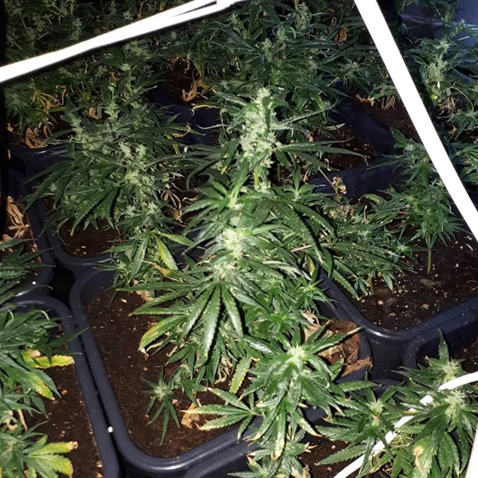 65007729 1121631814710955 1743992335491923968 n