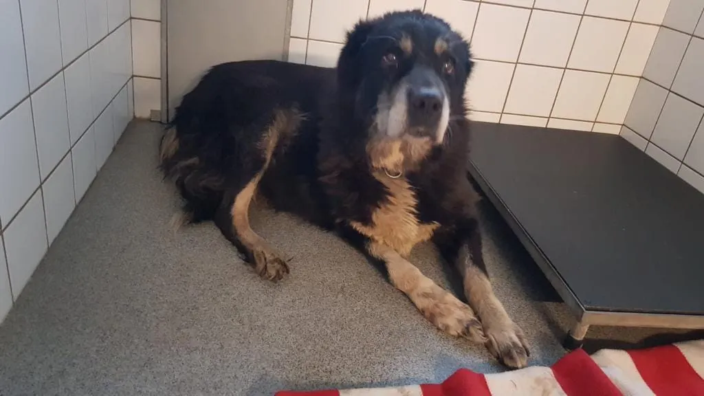 82568493 1297801937093941 7463683056184852480 o