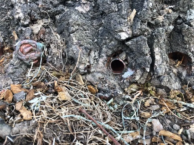 98347745 2966852590075364 3715522993124802560 n