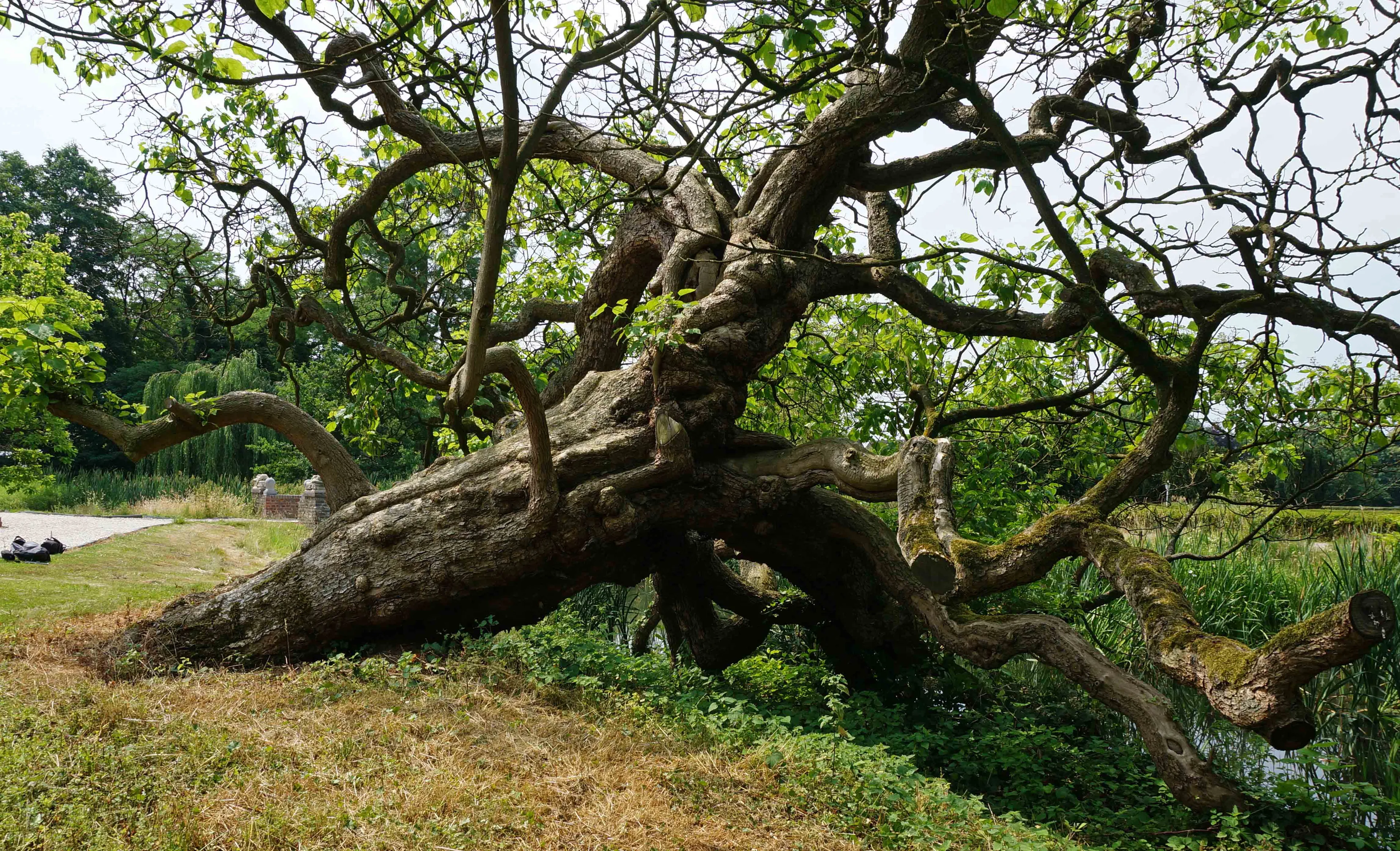 aldenghoor catalpa