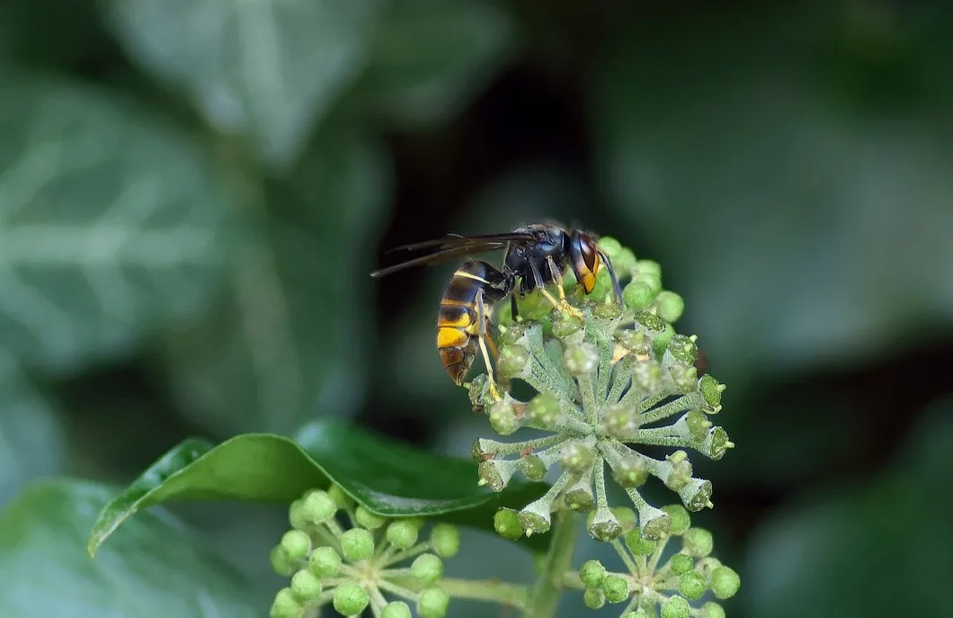 asian hornet 1822314 1280