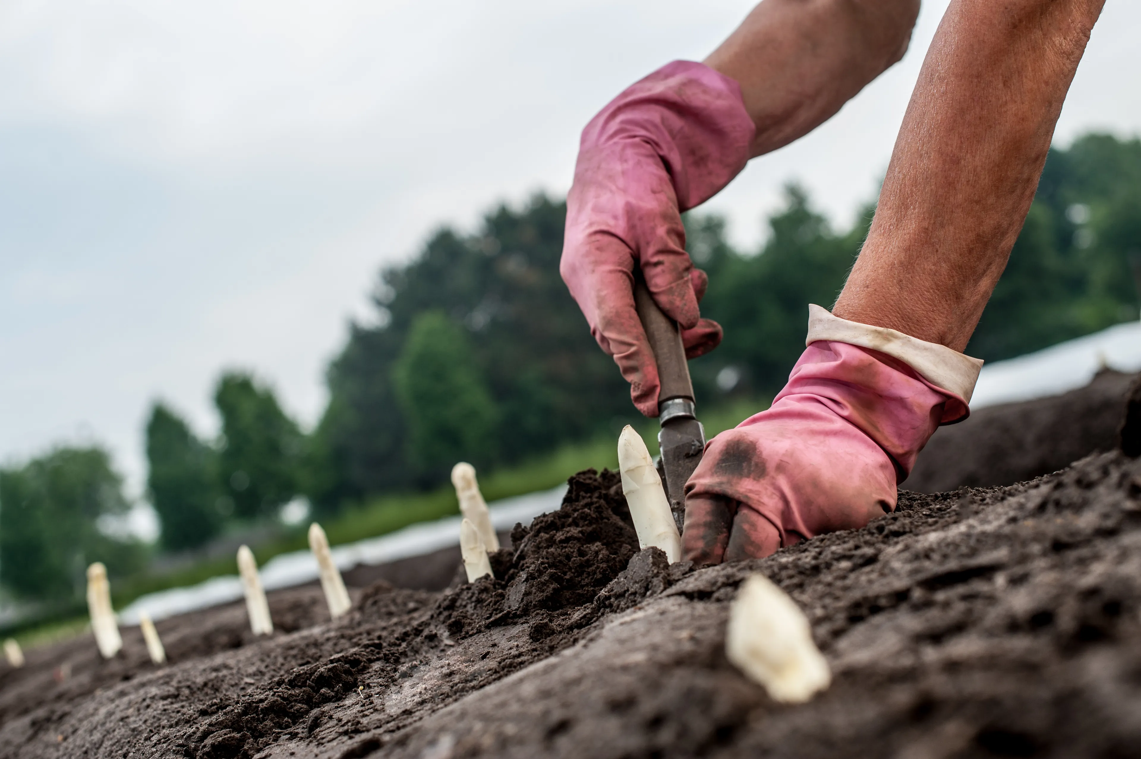 asperges wachten niet 3