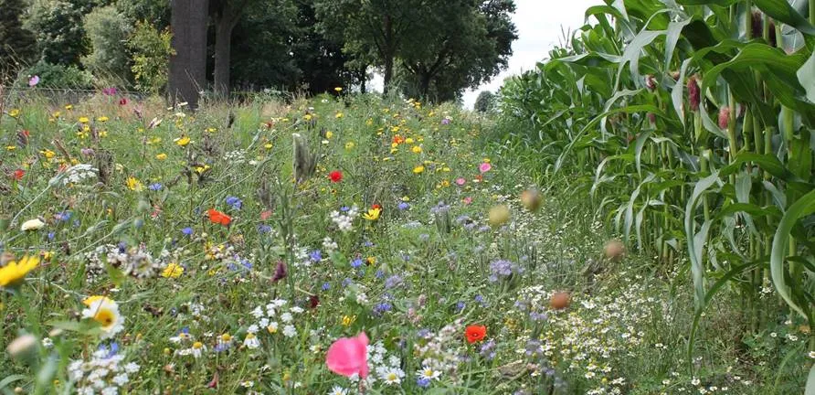 bloemrijke akkerrand 1