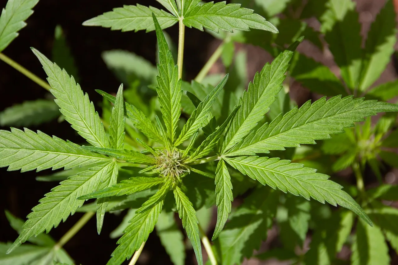 cannabis g8d3e78fa7 1280