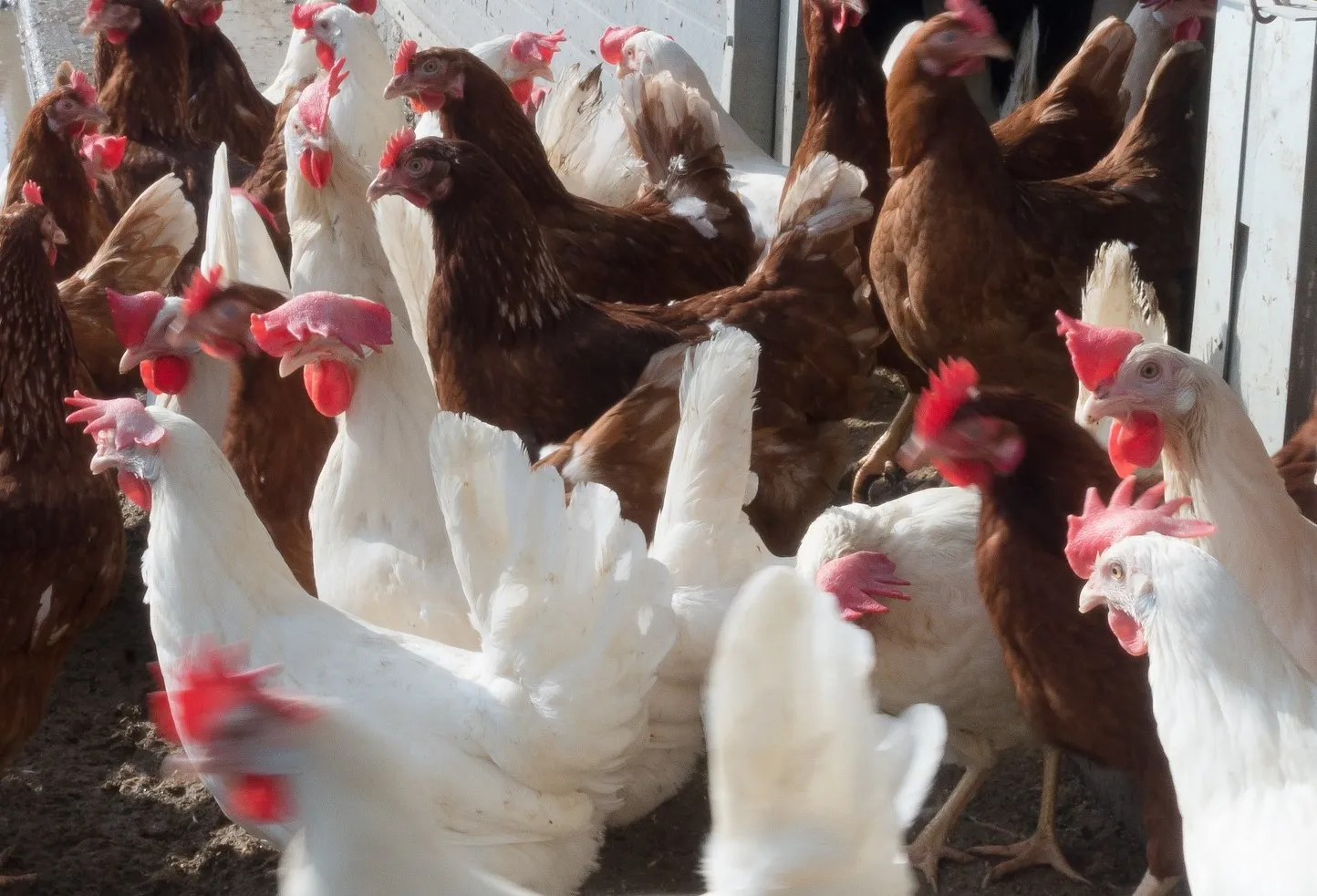 chicken 1230973 1920