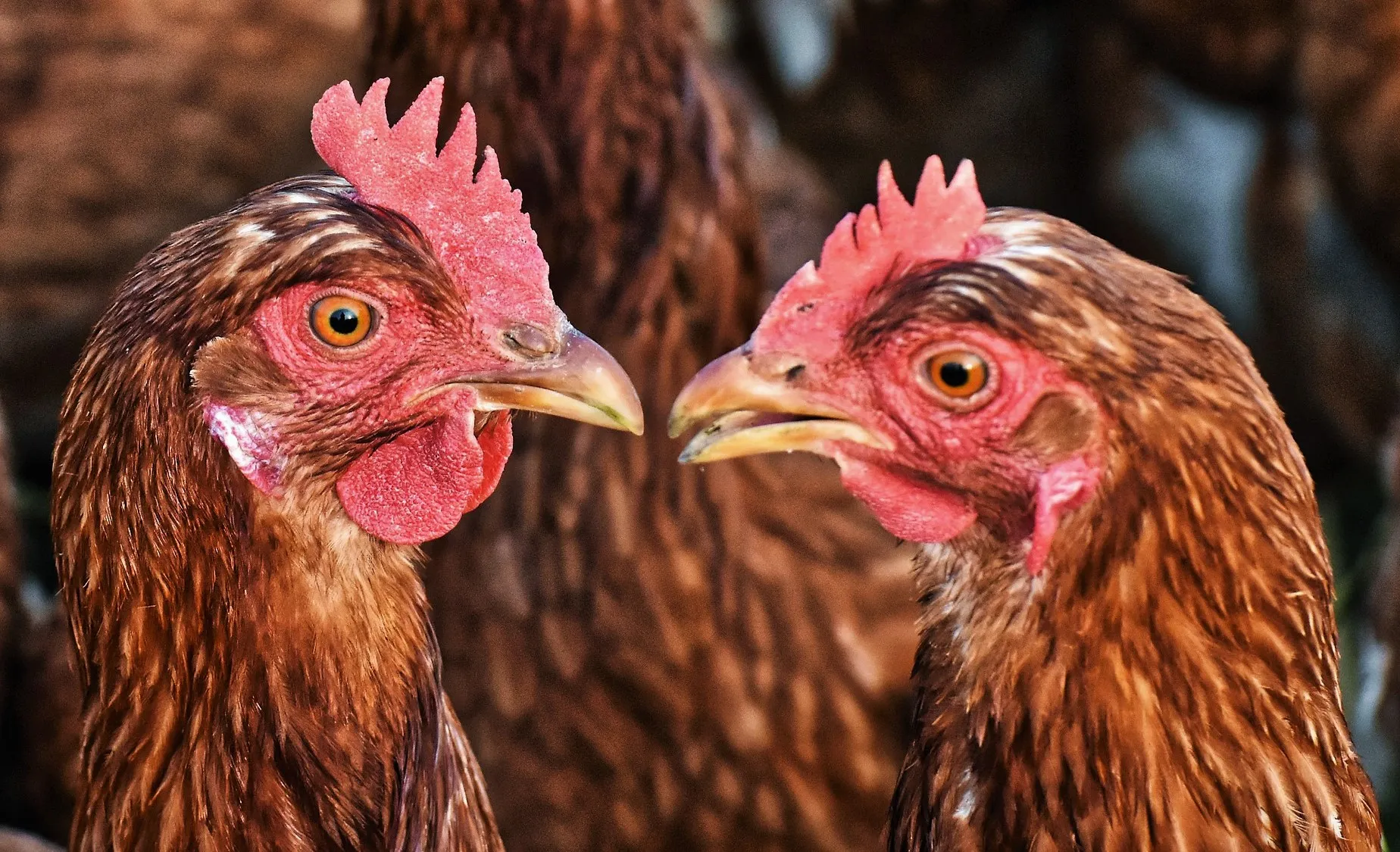 chicken g725d75e18 1920