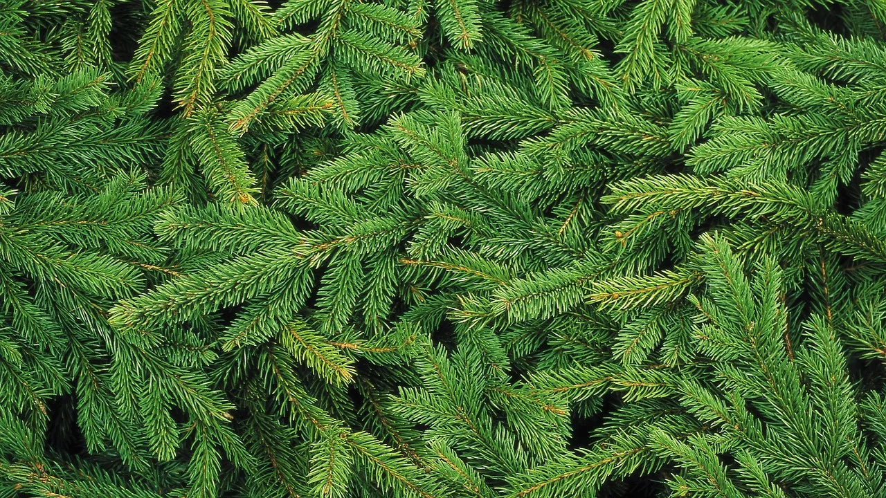 christmas tree 1954838 1280