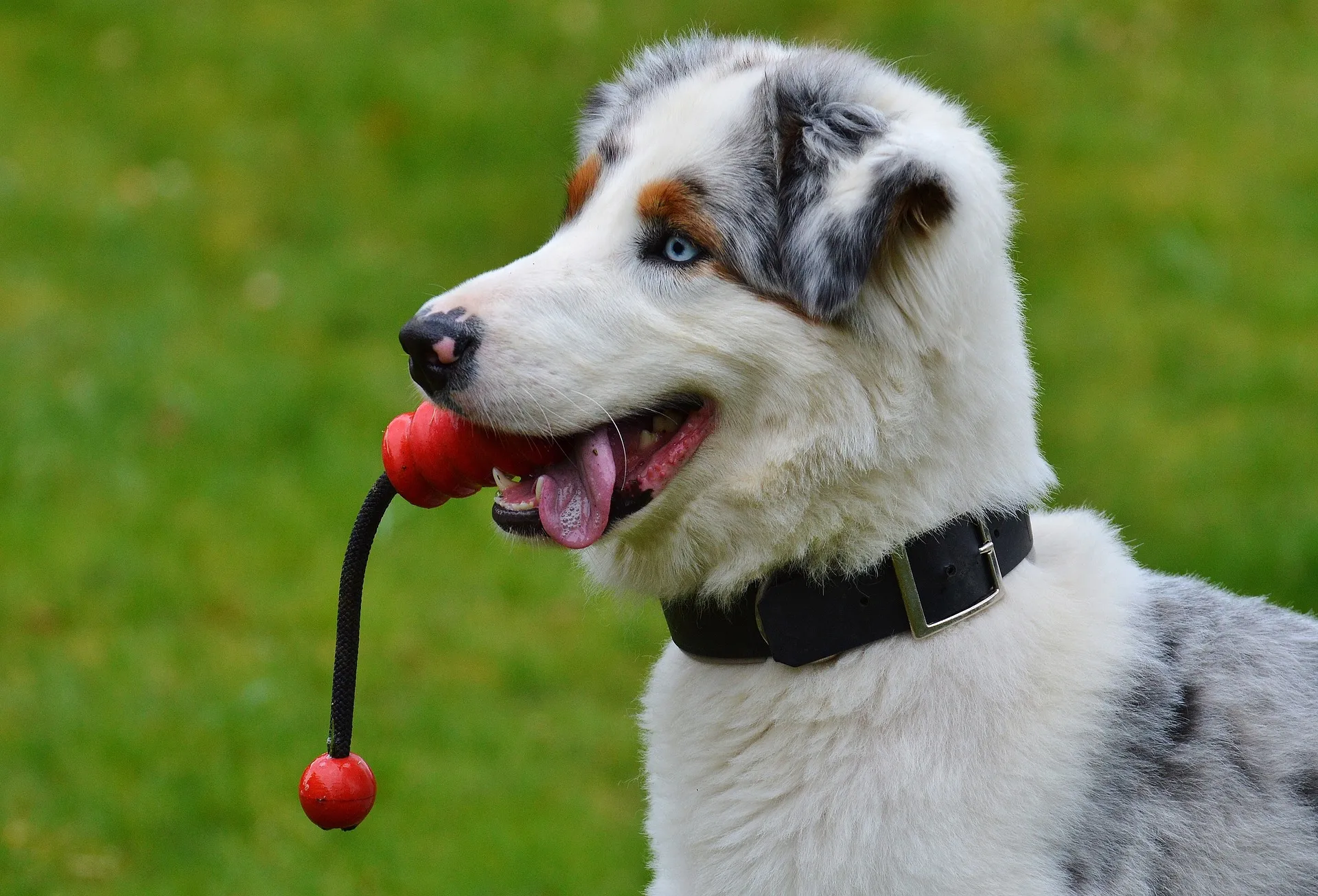 dog 3066476 1920