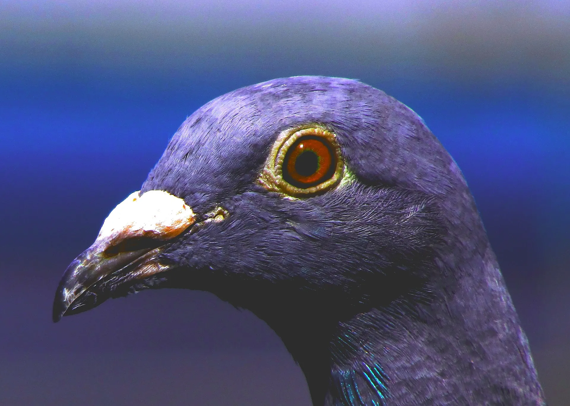dove 939973 1920