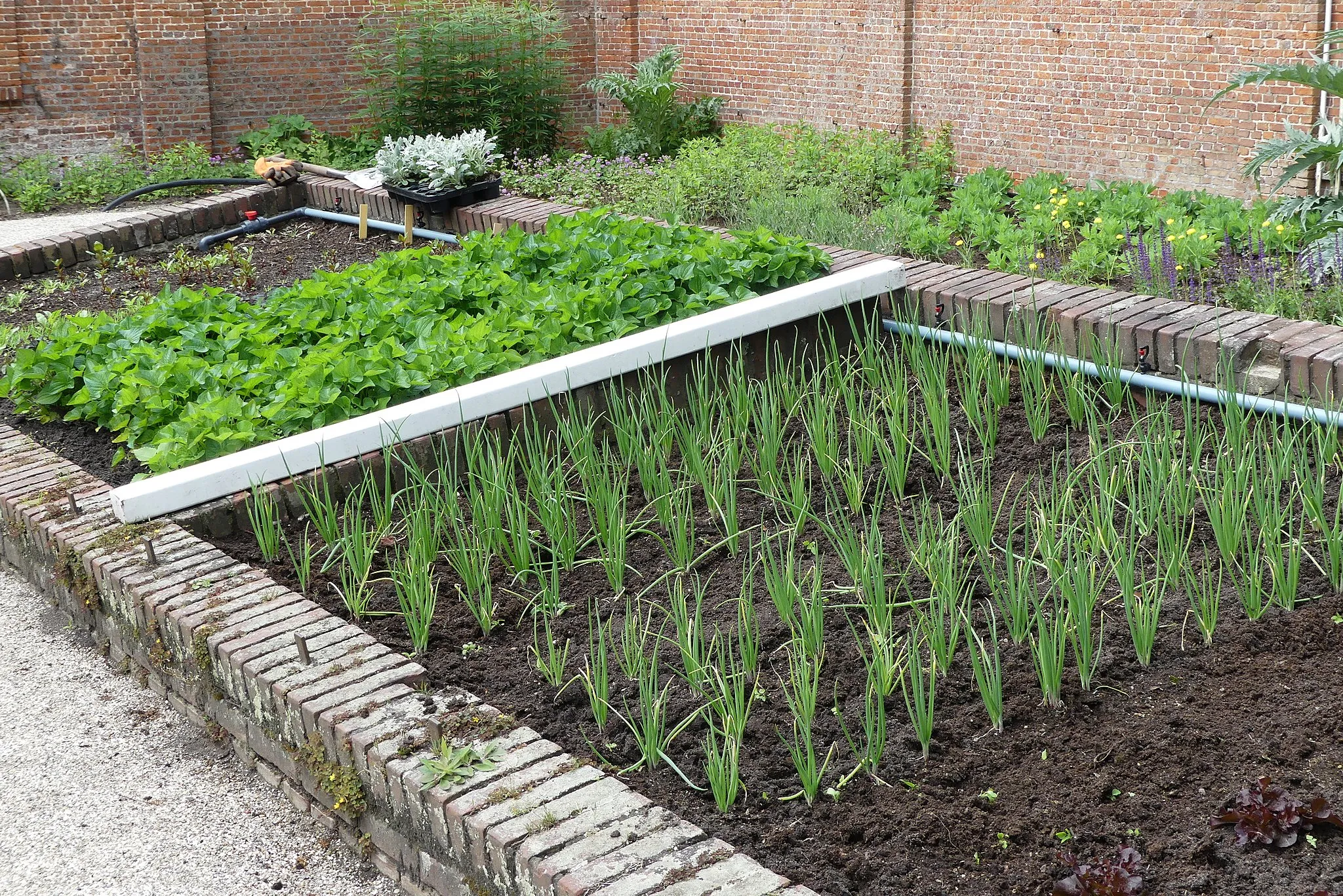eetbare tuin