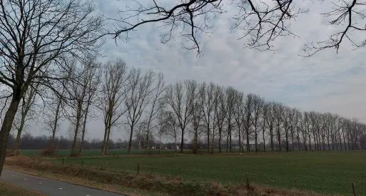 foto bomenrij sniekstraat haler