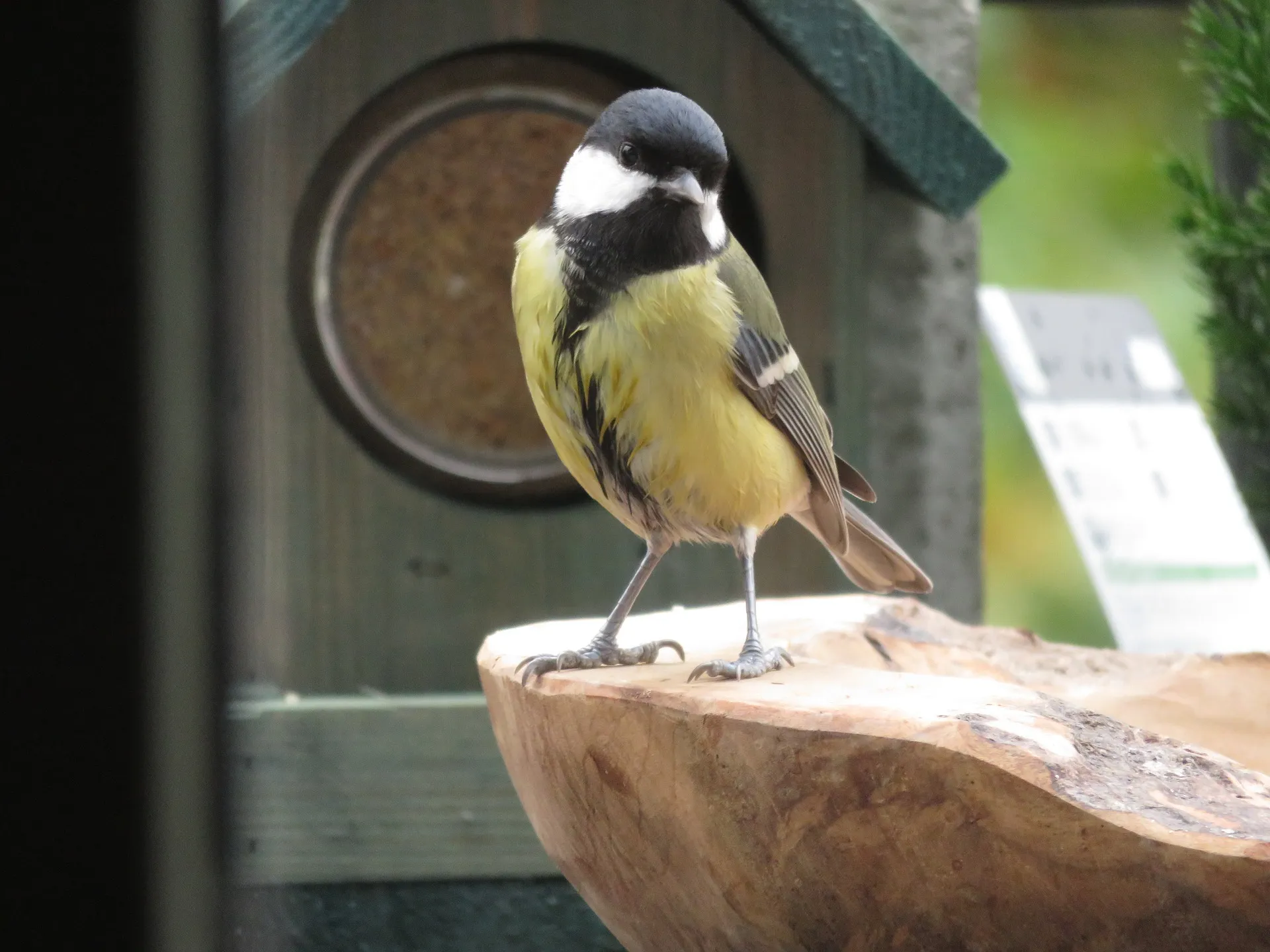 great tit 4598840 1920
