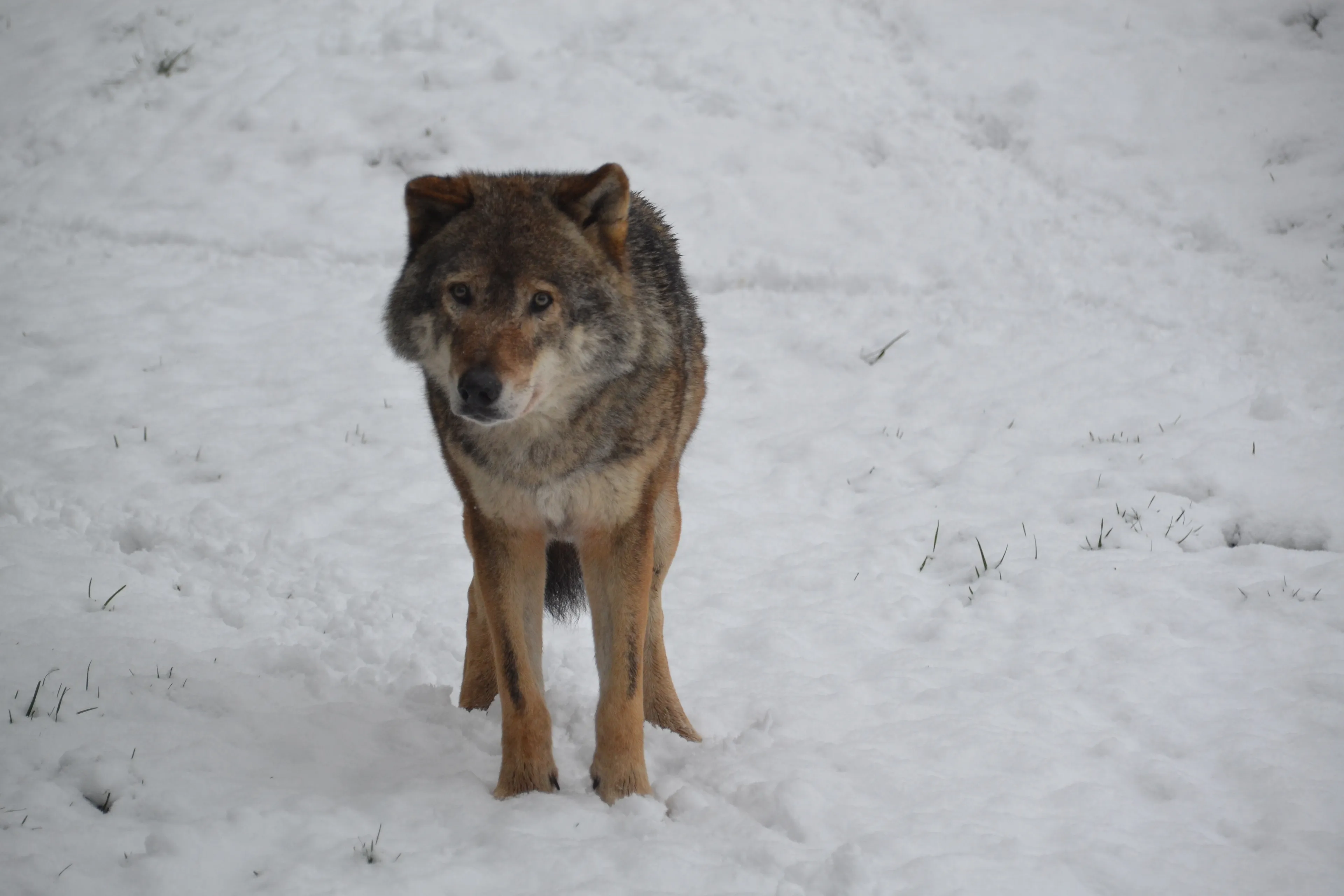 grijze wolf in sneeuw gaiazoo