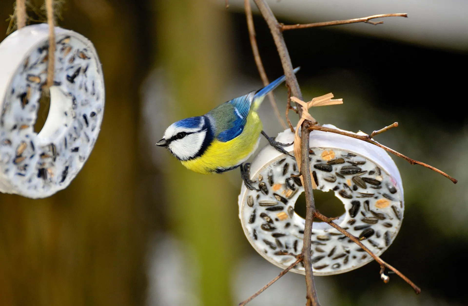 help de vogels de winter door
