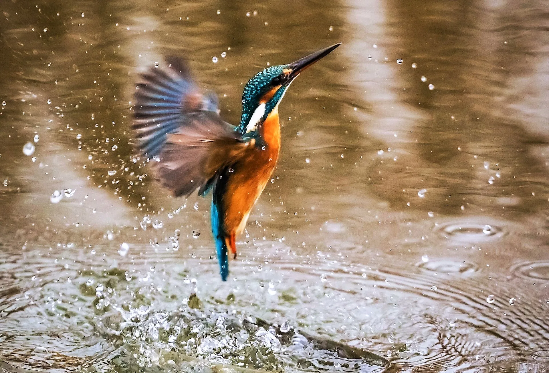 kingfisher 1068684 1920