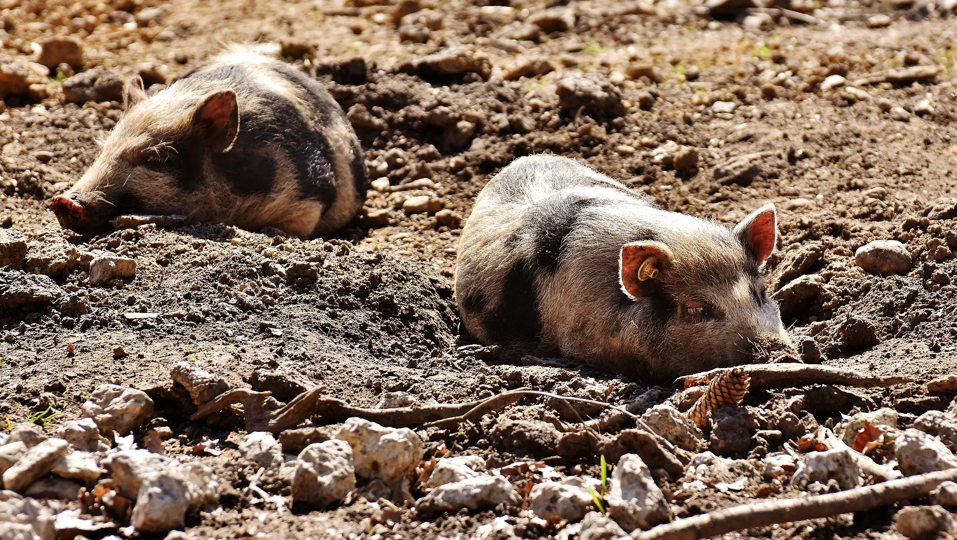 mini pigs 2185058 1920