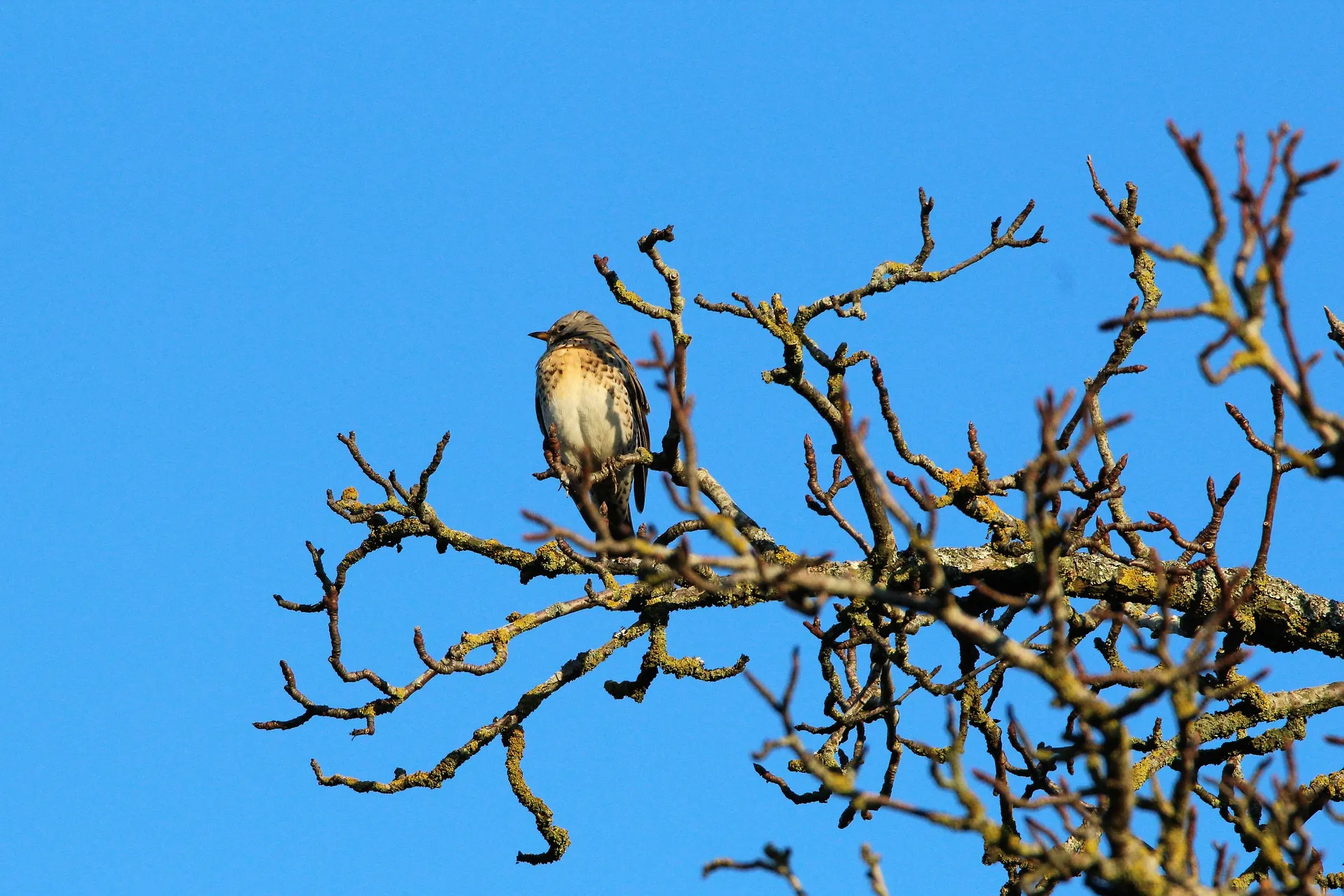 mistle thrush 4730477 1920
