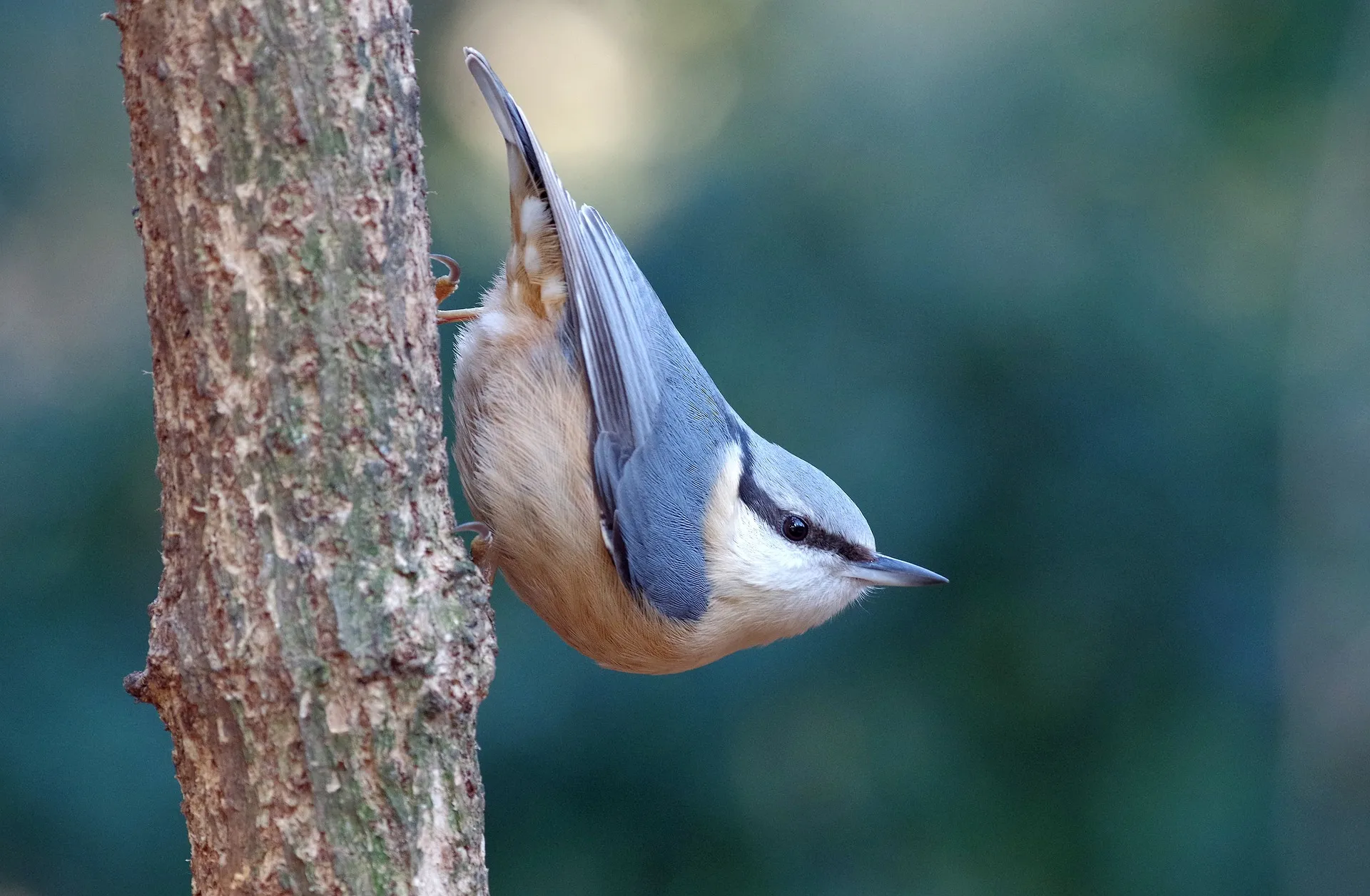 nuthatch 3819501 1920