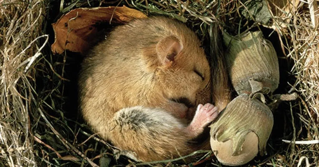ontdek het leudal slapende flora en fauna
