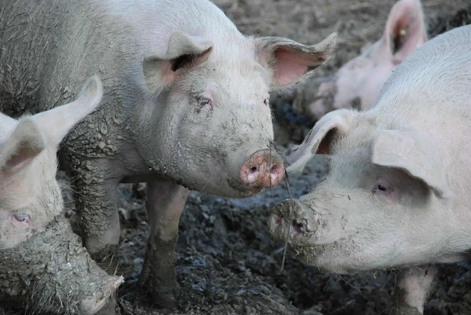 pigs 480250 1920