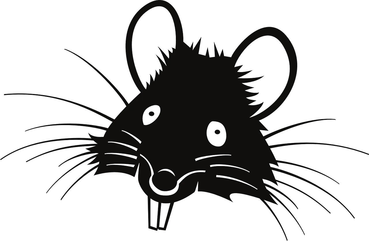 rat 310639 1280