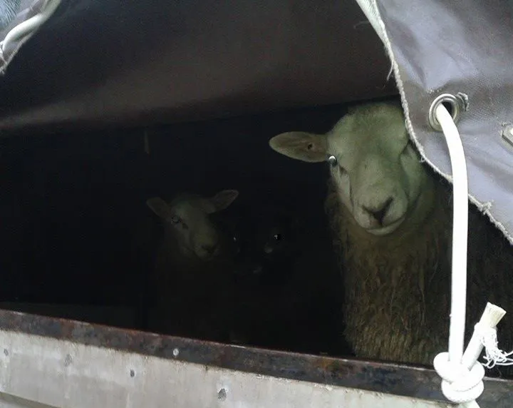 schapen2