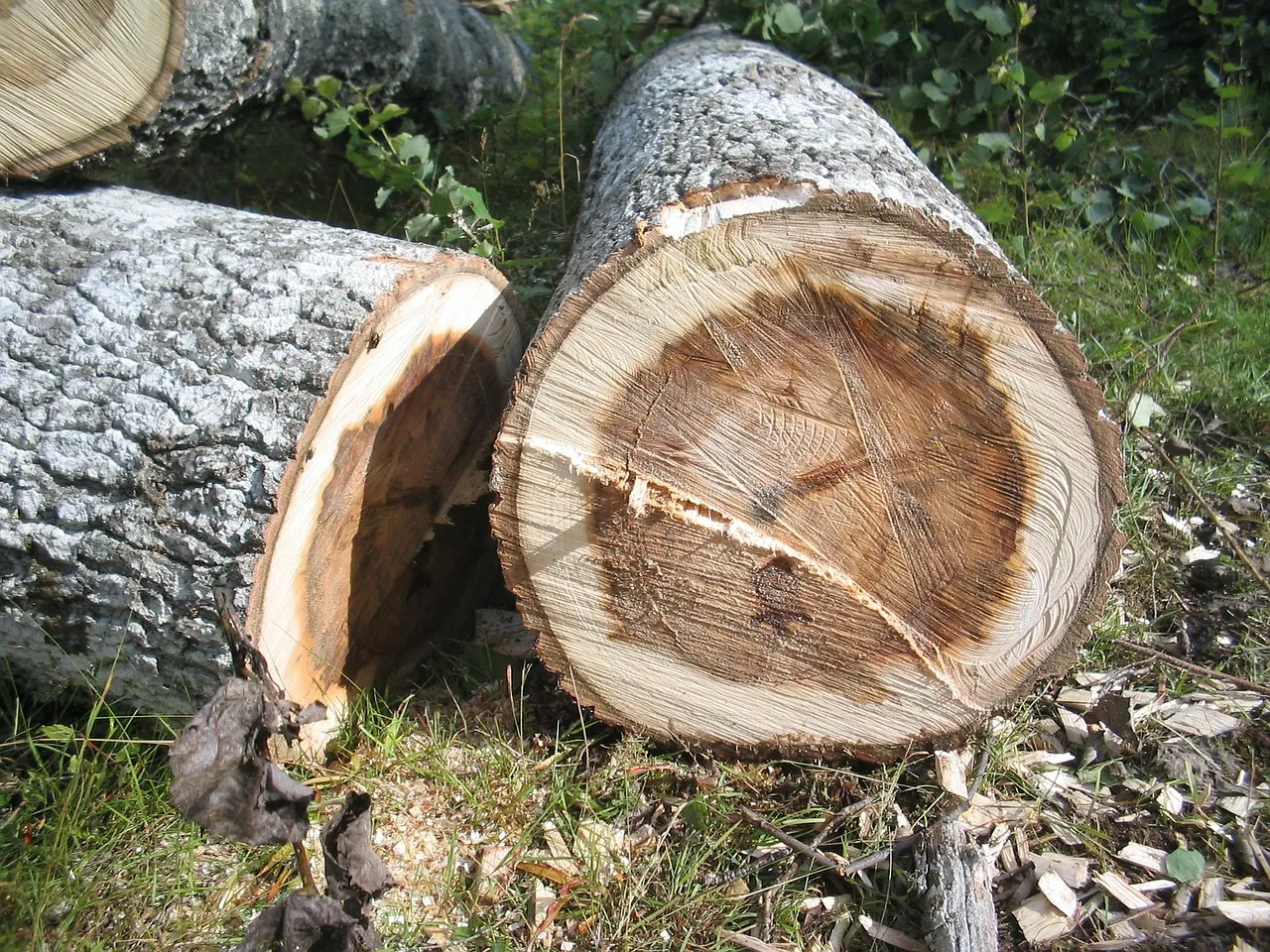tree 242910 1280