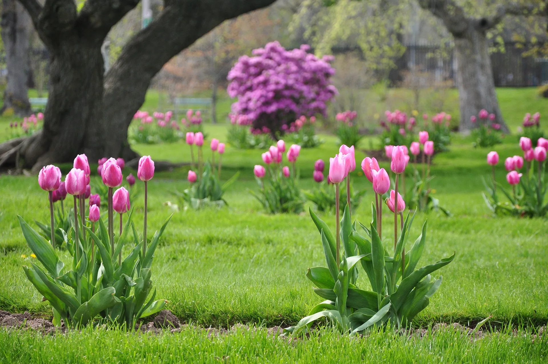 tulips 269630 1920