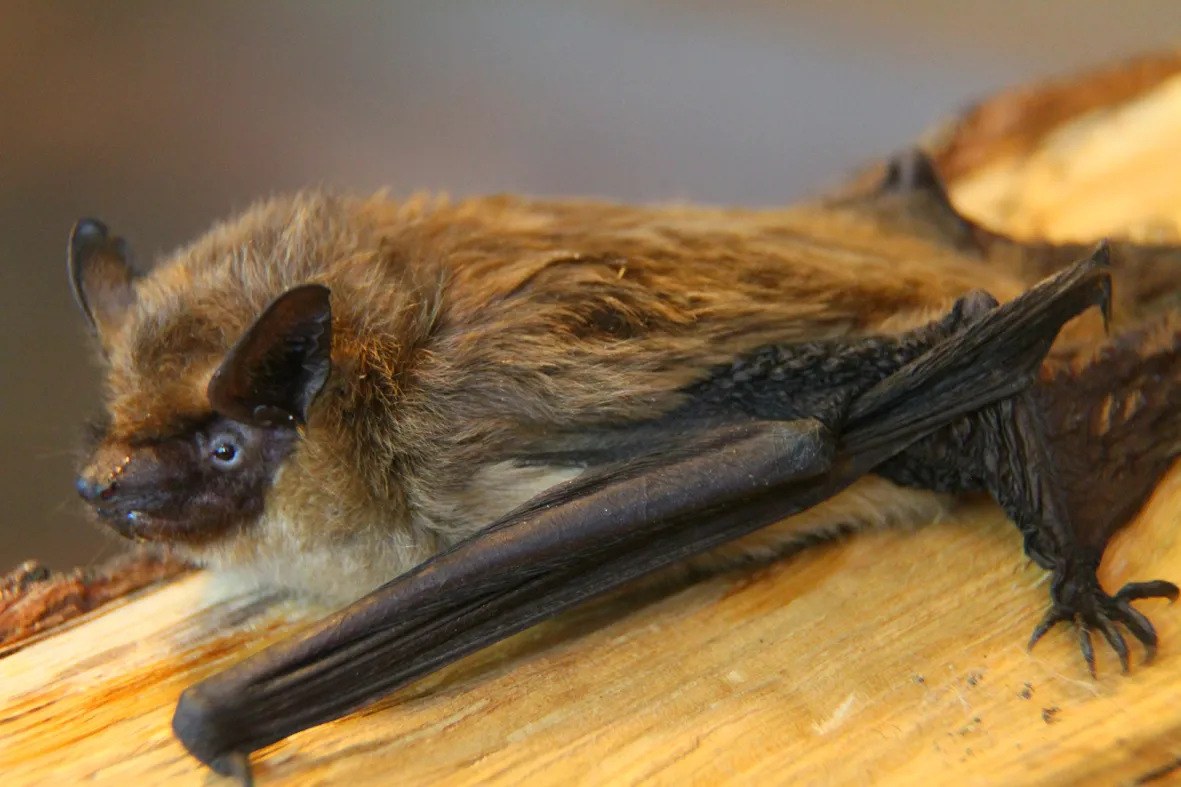vleermuizen 4 def