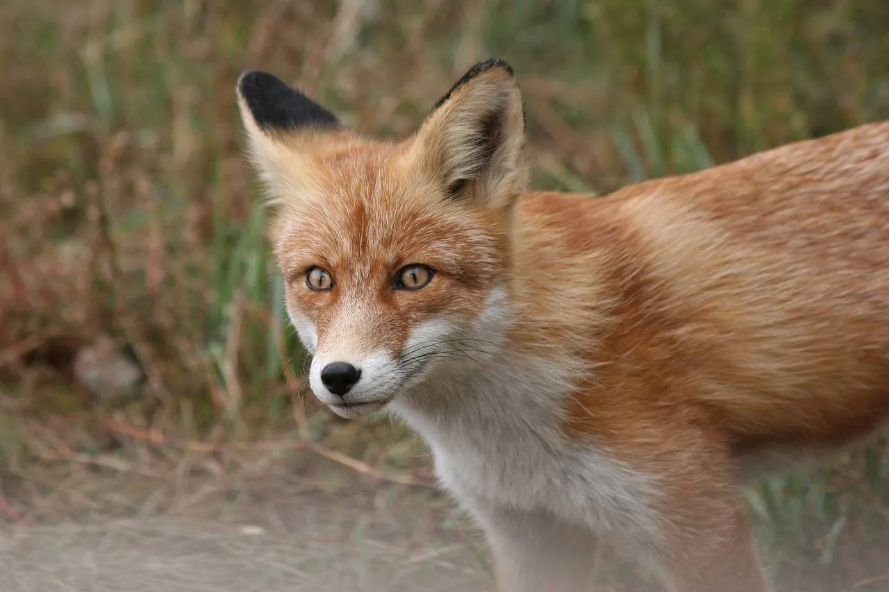 fox 5220328 1280