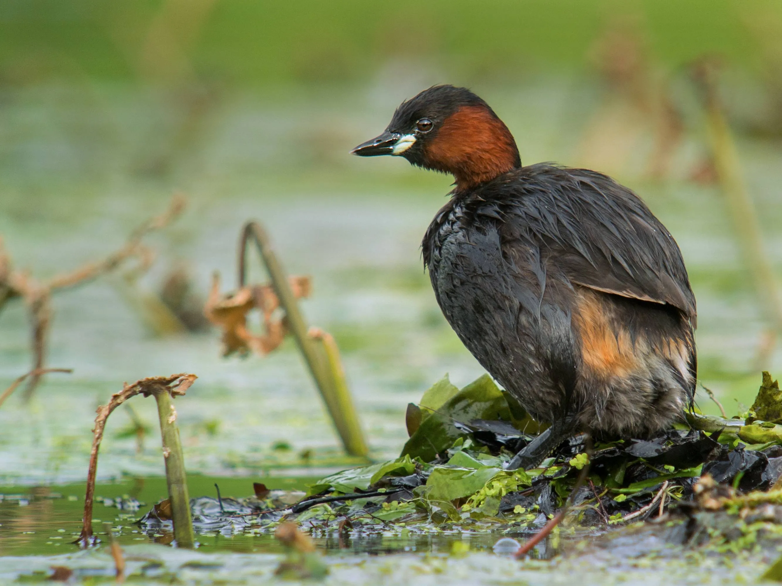 little grebe tachybaptus ruficollis parc de woluwe brussels 14748388013