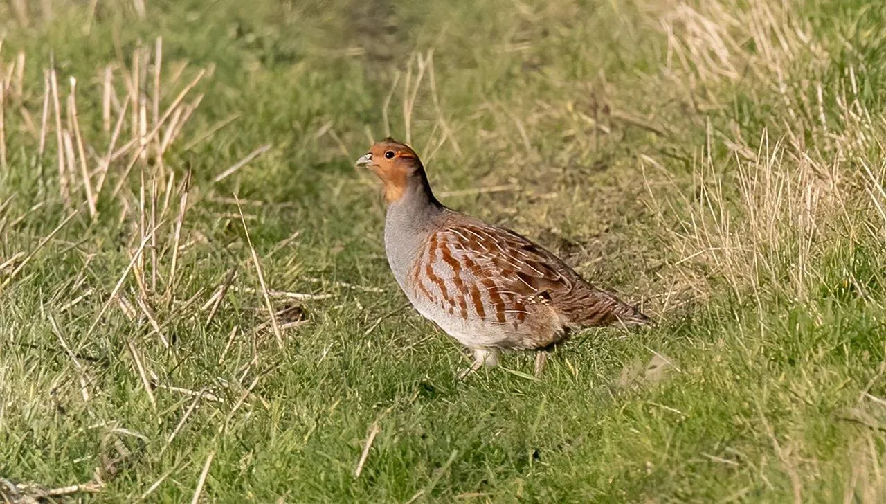 partridge-6986168_1280