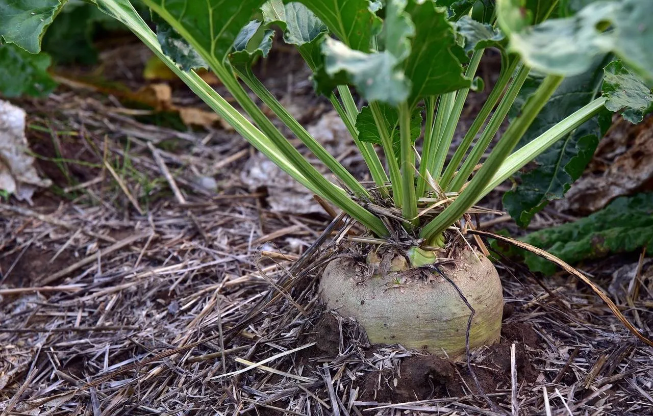 sugar-beet-3662944_1280