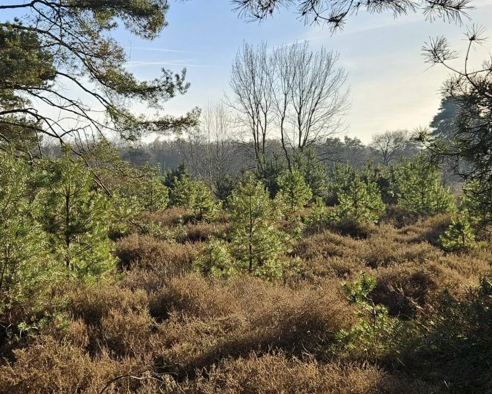 kerstboomactie_beegderheide