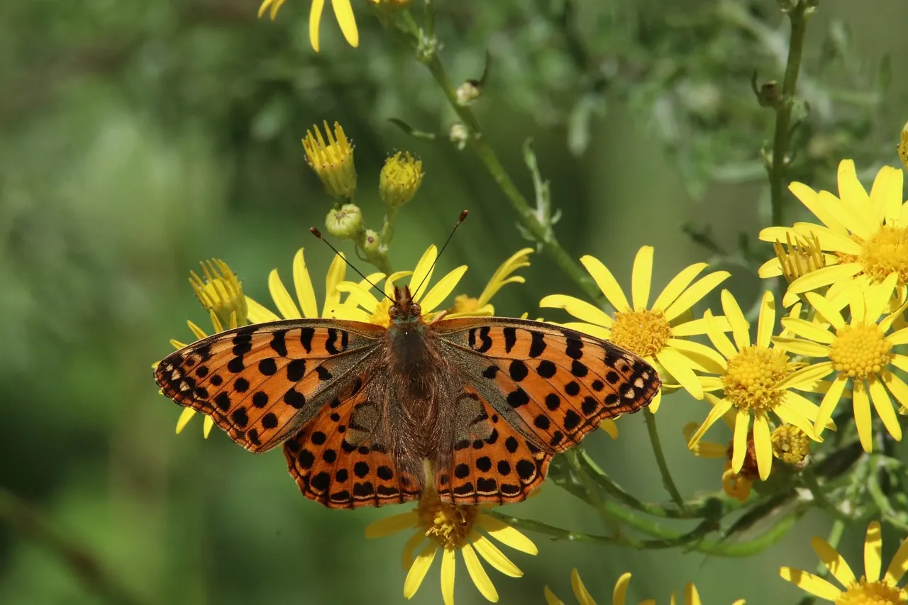 lezing stikstof en biodiversiteit