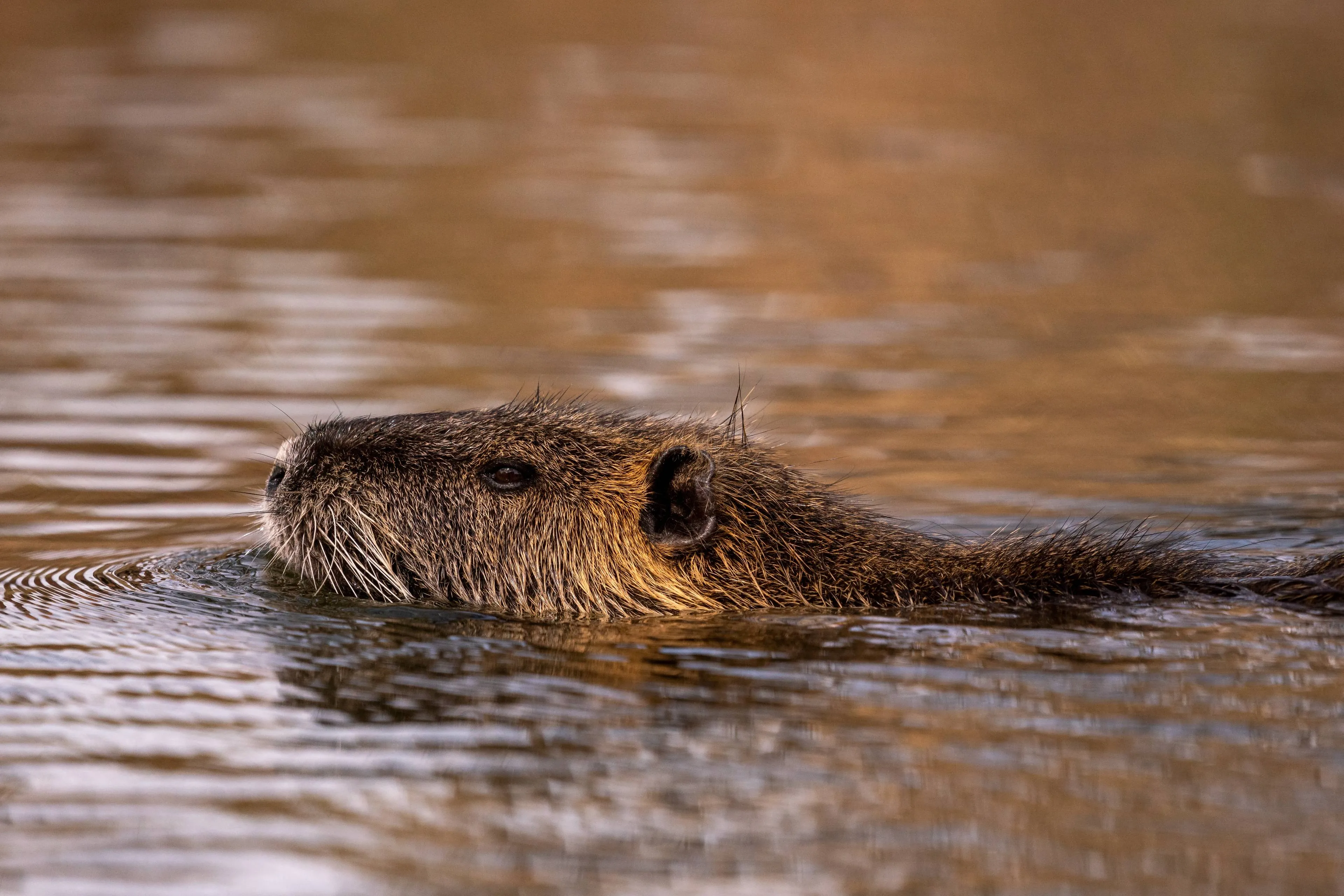 profile-shot-cute-furry-nutria-river