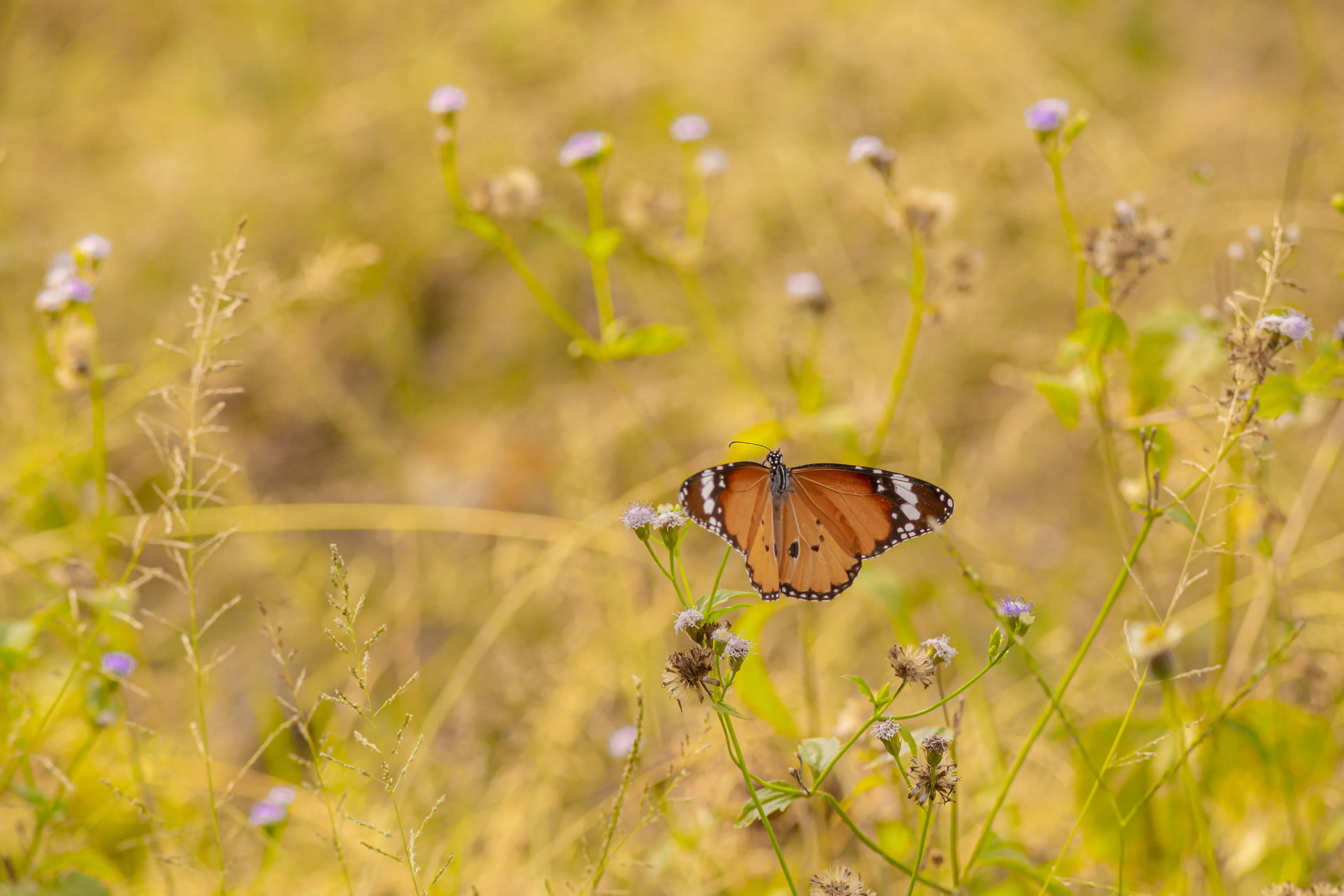 brown-black-butterfly-yellow-flower